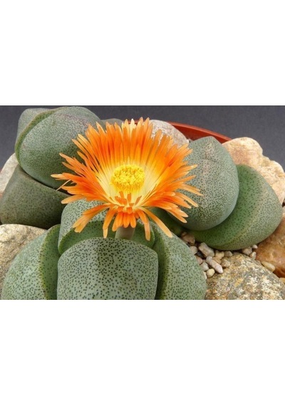 Serada Decor Plant Pleiospilos Nelii Lithops Turuncu Çiçek Açan Taş Kaktüs Yaşayan Taşlar
