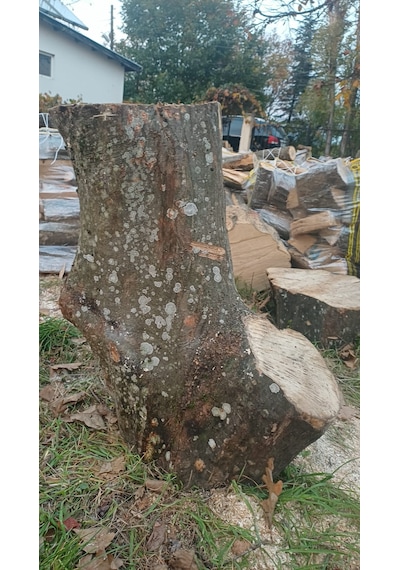 Kayın Ağacı Tomruk - Kütük - Boy 72cm Çapı 100-140 Cm 72x110