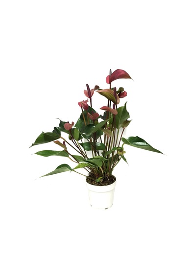 Anthurium Andraeanum 'Cherry' (Flamingo Çiçeği) Ø12 CM Y35-40 CM