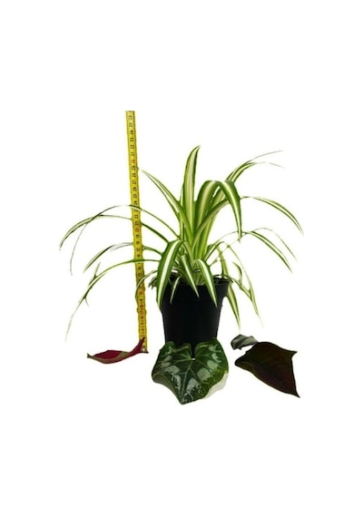 Chlorophytum Comosum Kurdele Çiçeği 10-20 Cm