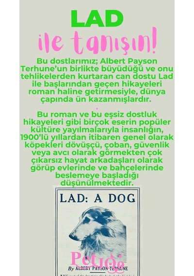 Petjoo 23.Lad Pembe-Yeşil Qr'lı Köpek Künyesi