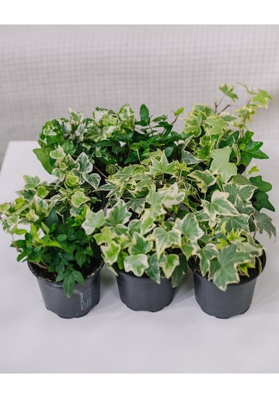Mini Hedera Salon Sarmaşığı- Alacalı 10 Adet