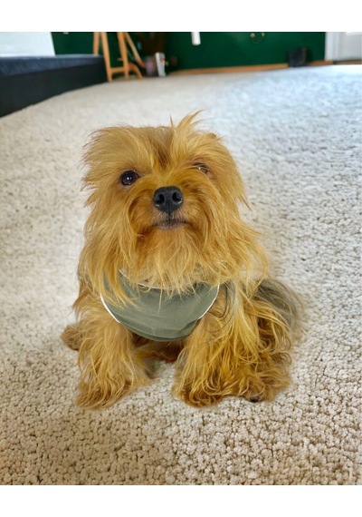 Kemique Cool Gray Atlet Köpek Kıyafeti Köpek Elbisesi Kemique Cool Gray Atlet Köpek Kıyafeti Köpek Elbisesi