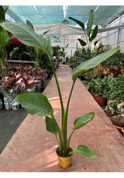 Starliçe Cennet Kuşu Strelitzia Nicolai 30-60 Cm