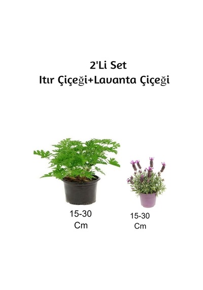 Gül Damlası Itır Çiçeği + Lavanta Çiçeği 2'li Set Dış Mekan Bitkisi