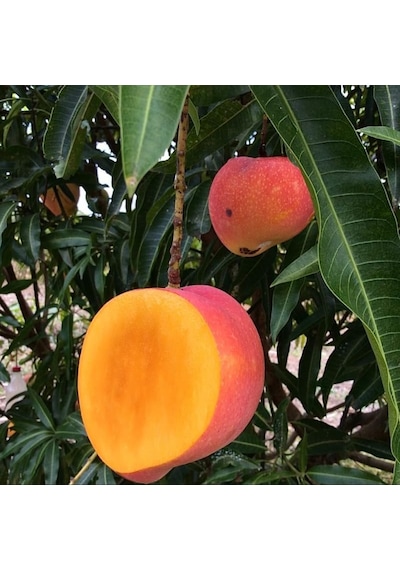 Kent Mango Fidanı 2 Yaş Aşılı, Tüplü, 60 70 Cm Lifsiz & Tatlı