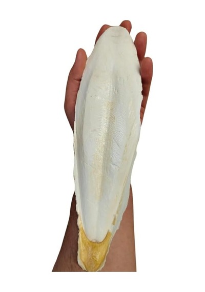 Xl Kalamar Kemiği İri Boy 15-20 Cm Aralığında