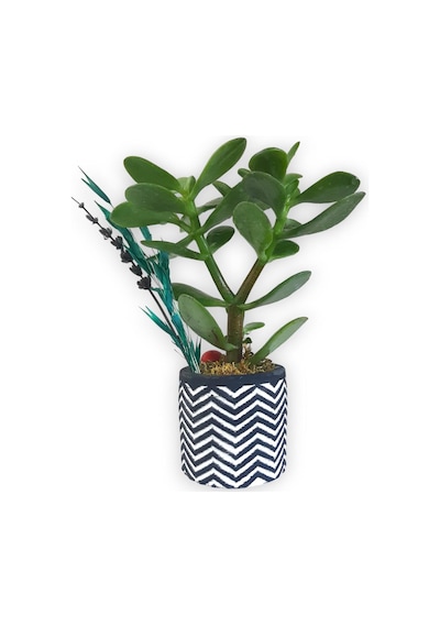 Sukulent Crassula Ovata | Siyah Beyaz Saksıda