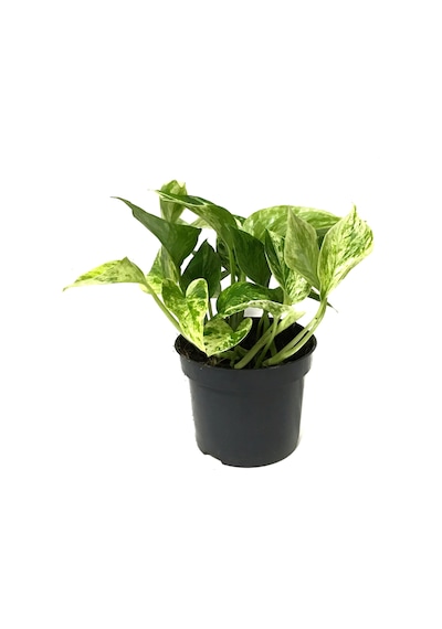 Epipremnum 'Snow Queen' (Salon Sarmaşığı) Ø12 CM Y15-20 CM
