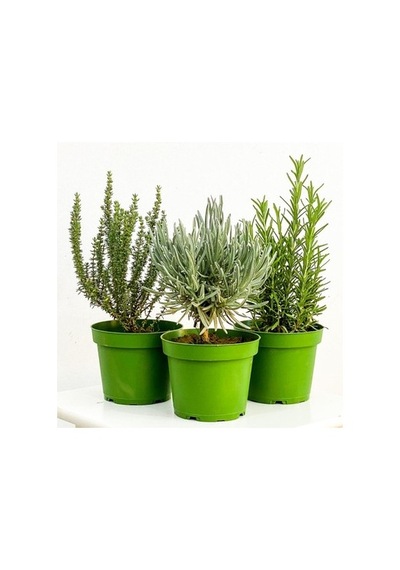 Kekik Nane Fidanı Ikili Set 10-20 Cm Richly Fragrant Thyme Mint Double Set