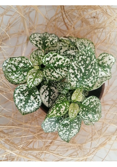 Serada Decor Plant Hypoestes Phyllostachya - Hostes Çiçeği Beyaz