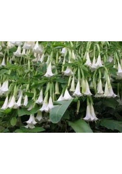 5 Adet Tohum Nadir Bulunan Beyaz Angel Trumpet Çiçeği