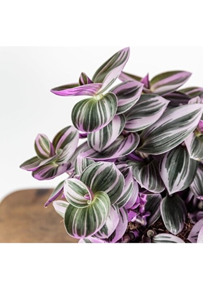 Telgraf Çiçeği Tradescantia Nanouk Fidanı 10-20cm