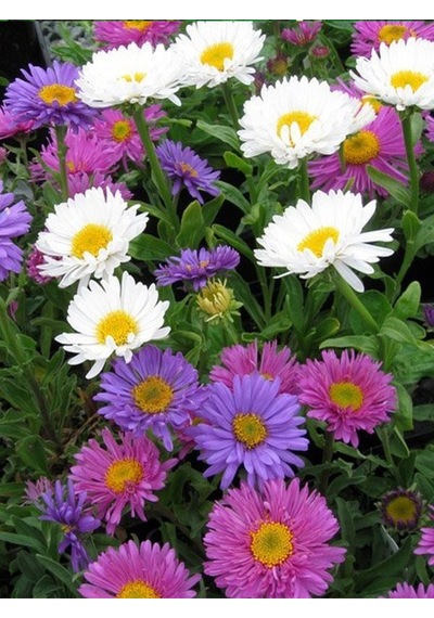 +20 Adet Aster Çiçeği Tohumu N116934