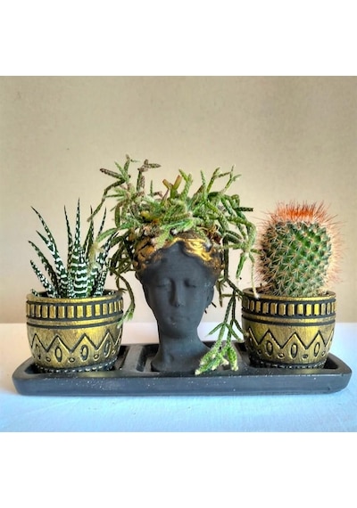 Kaktüs & Haworthia Zebra & Rhipsalis 3'lü Sukulent Seti | Helen Siyah & Gold Seri