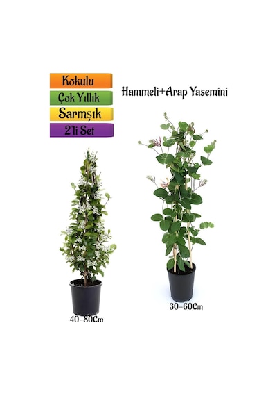 Mis Kokulu Arap Yasemin+kokulu Hanımeli Çiçeği Fidanı 2'li Bahçe Peyzaj Seti