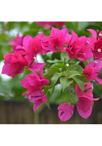 Tüplü Pembe Çiçekli Begonvil Fidanı 1m İ1e 1.5m