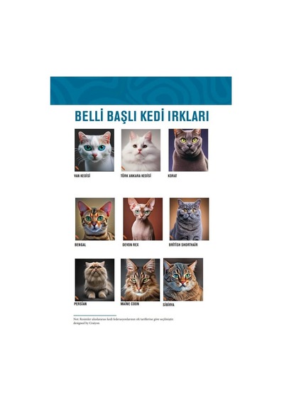Kedilerin Temel Davranışları Ve Sık Görülen Sorunlar