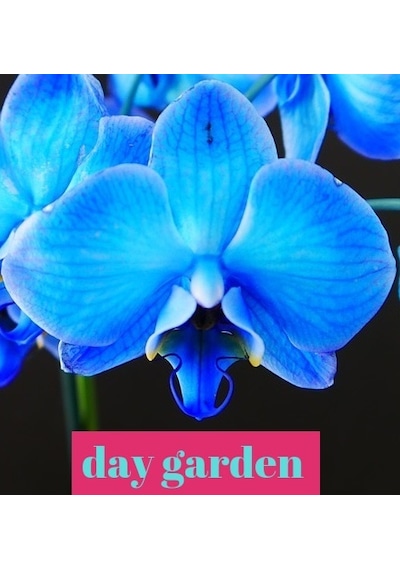 25 Adet Phalaenopsis Mavi Orkide Tohumu 10 Adet Gül Tohumu N111638