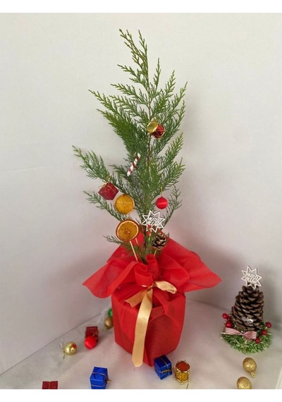 Yılbaşına Özel Yılbaşı Ağacı Leylandi Çamı Süslemeli 40-60cm Portakal+kozalak Dahil
