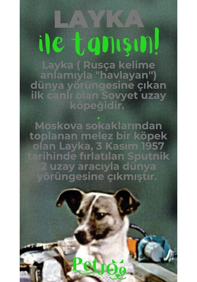 Petjoo 22.Layka Yeşil-Gri Qr'lı Köpek Künyesi