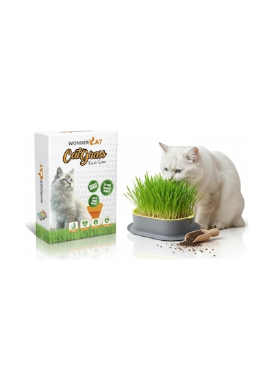 Topraksız Kedi Çimi Kedi Otu Mix Karışım Çim