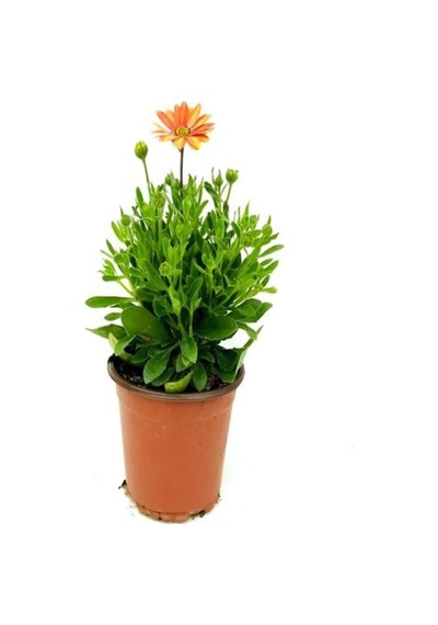 Turuncu 1 Adet Gazanya Çiçeği Saksılı 30-50cm Gazania Flower