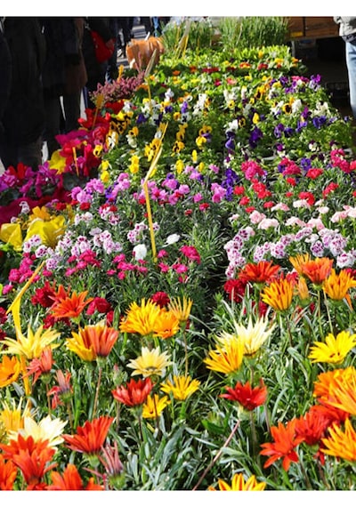 Thebestonline Karışık Renk 10 Adet Gazanya Koyun Gözü Çiçeği Fidanı 20-40cm Saksılı Gazania