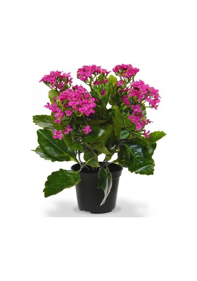 Kalanşo Çiçeği Kalanchoe 10 Adet Pembe