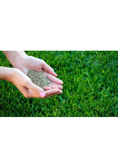 AGRobazaar Tamir Çimi Çim Tohumu 1KG N115040