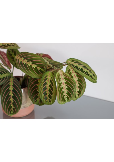 Dua Çiçeği – Maranta Leuconeura