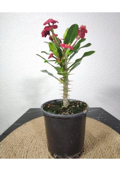 Efhorbia-dikenler Tacı Çiçeği Fidanı Kırmızı 10-20 Cm