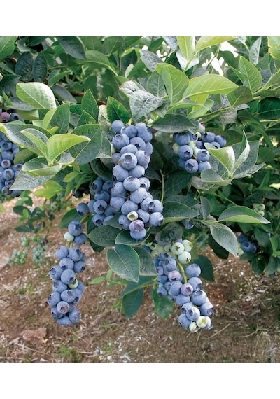 Mavi Yaban Mersini Meyve Fidanı 50-60cm "vaccinium Myrtillus"