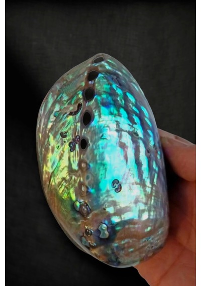 Abalone Shell Süper Renkli Istiridye Kabuğu