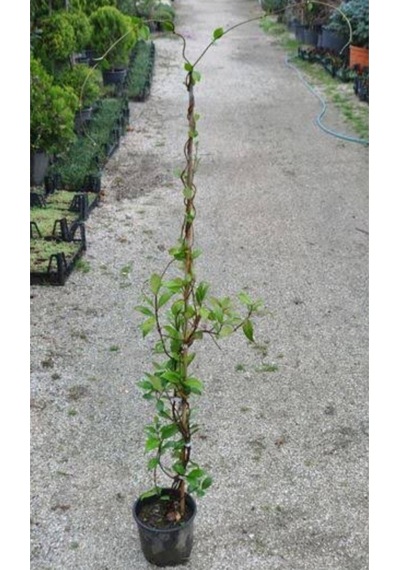 Arap Yasemini 1. Sınıf Ürün 50-70cm Saksılı/ Tüplü Kokulu