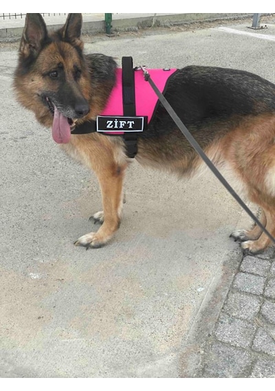Kişiye Özel, Isimli K9 Köpek Tasması, Göğüs Tasması Pembe