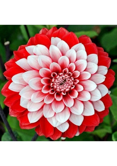 Karışık Yıldız Çiçeği Tohumu Dahlia Çiçeği Tohumu Ekim Seti 10 Adet Tohum + Saksı + Toprak