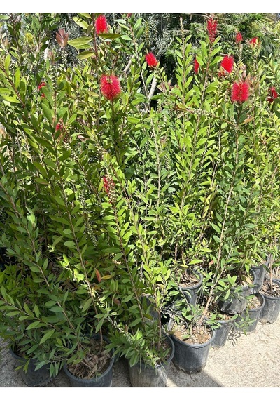 Fırça Çalısı Çiçeği