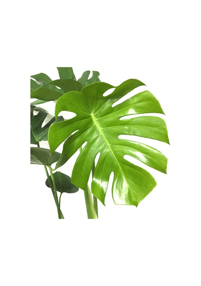 Monstera Deliciosa (Deve Tabanı) Ø17 CM Y50-60 CM