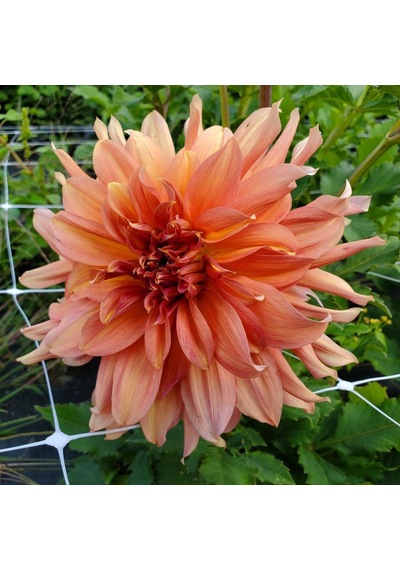 Fairway Spur Dahlia İri Çiçekli Yıldız Çiçeği Yumrusu (1 Adet)