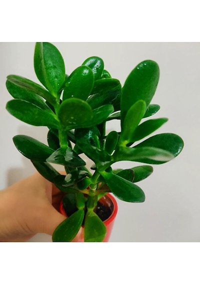 Para Çiçegi Sans Bıtkısı -bonsai Paraçiçeği Orta Boy Gövdeli 2