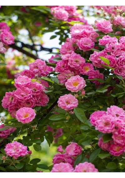 Yediveren Sarmaşık Mis Kokulu Pembe Gül Fidanı 3 Adet Saksılı 40-65 Cm Climbing Pink Rose