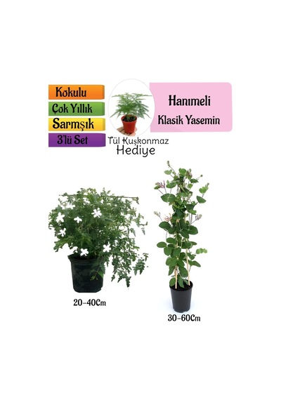 Klasik Kokulu Yasemin+kokulu Hanımeli Çiçeği+tül Kuşkonmaz Hediyeli 3'lü Peyzaj Seti