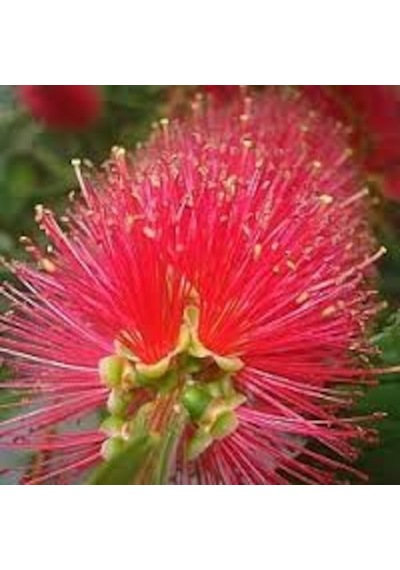 Fırça Çalısı Callistemon Leavis