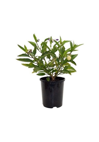 Kokulu Kavun Aromalı Pepino Fidanı 10-20 Cm