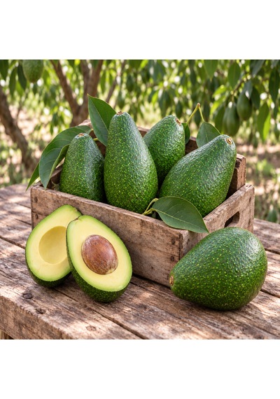 Avokado 24 Adet 250 Gr Üstü