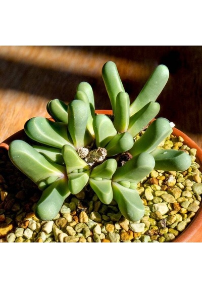 10 Adet Argyroderma Fissum Succulent Tohumu