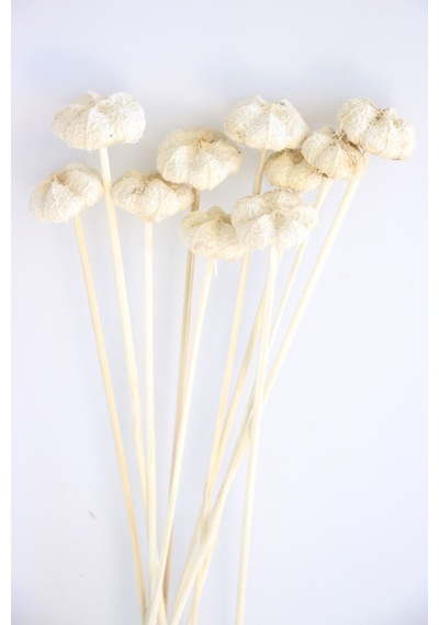 Yapay Çiçek Deposu 10lu Paras Ped Bleach On Stem 45 Cm Beyaz