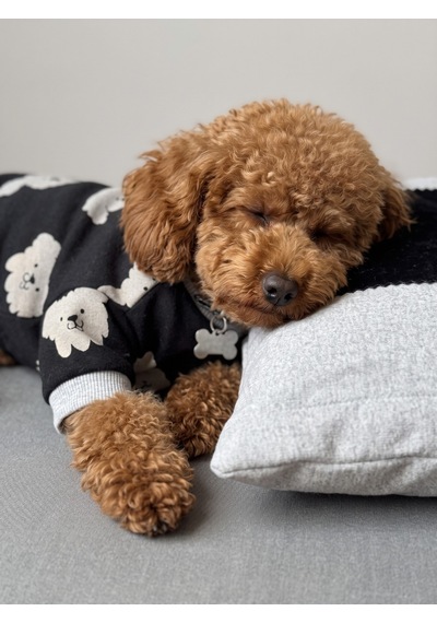 Doggy Köpek Uyku Takımı Pamuklu Penye Köpek Tulumu Ve Mini Yastık Küçük Irklar İçin Tüy Dökülmesini Siyah 2XL