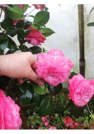 Pembe Kamelya Çiçeği - Camelia Japonica Kırmızı. 30-45 Cm Aras